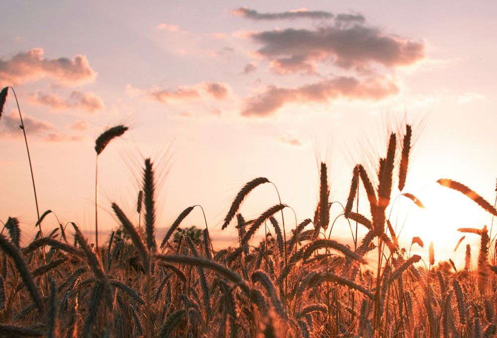 Heads of wheat against a sunset sky